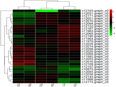 差异表达miRNA聚类分析 差异表达miRNA聚类分析