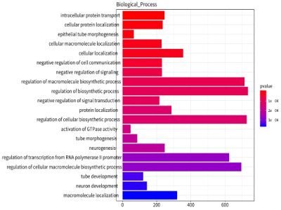 差异miRNA靶基因注释 差异miRNA靶基因注释