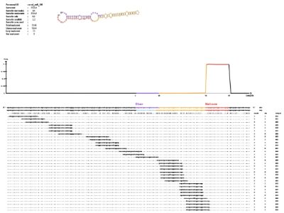 miRNA鉴定 miRNA鉴定