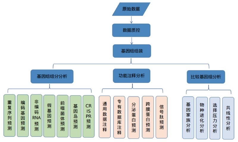细菌完成图技术路线图 细菌完成图技术路线图