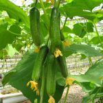 Plant Journal | SLAF-BSA助力黄瓜耐水淹机制解析（文献全文下载）