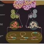 一文带你get Hi-C研究套路