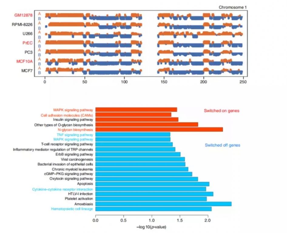 一文带你get HiC研究套路 百迈客生物