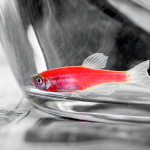 中国农业科学院饲料研究所研究成果：肠道微生物产生的腐胺经肝脏代谢为亚精胺后发挥改善鱼体脂肪肝的效应