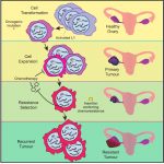 【前沿资讯】Cell Rep | L1逆转录转座子在卵巢肿瘤细胞进化中的异质性