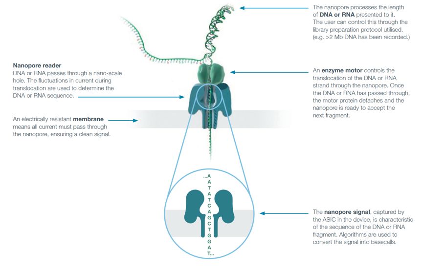 nanopore