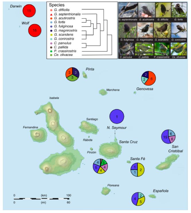 加拉帕戈斯岛嗜血达尔文地雀(Geospiza septentrionalis)肠道微生物的独特之处