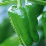 QTL让基因无处可藏！红椒也曾是青椒，青椒颜色大不同