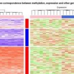 高大上的甲基化和表达谱联合分析热图展示实例