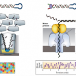 三代PacBio与Nanopore双剑合璧组装，鱼和熊掌可兼得