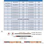 Nanopore全长转录组测序绘制癌细胞系LARP1 isoform表达谱