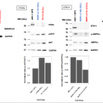 前沿|ONT重测序&全长转录组揭示肺癌新型结构变异