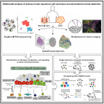 单细胞转录组+空间转录组联合绘制人类鳞状细胞癌组成和空间结构的多模式图谱