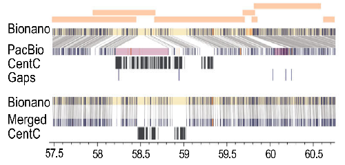 玉米基因组中Bionano对齐显示来自PacBio的7个contigs（橙色）最初是错误组装