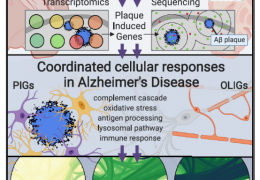 CELL | 空间转录组技术辅助揭示阿尔兹海默症中淀粉样蛋白斑诱导的转录组改变