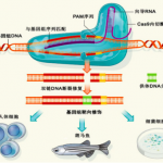基因组与新兴生物技术整合研究思路拓展