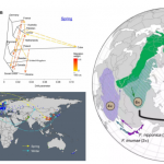 超详整理|多倍体物种研究热点与思路