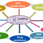 非编码RNA 与结肠癌
