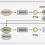 合作文章|Nat Cell Biol|线粒体定位的ZNFX1充当dsRNA传感器通过MAVS启动抗病毒反应