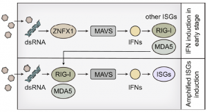 nat-cell-biol-znfx1-dsrna-mavs