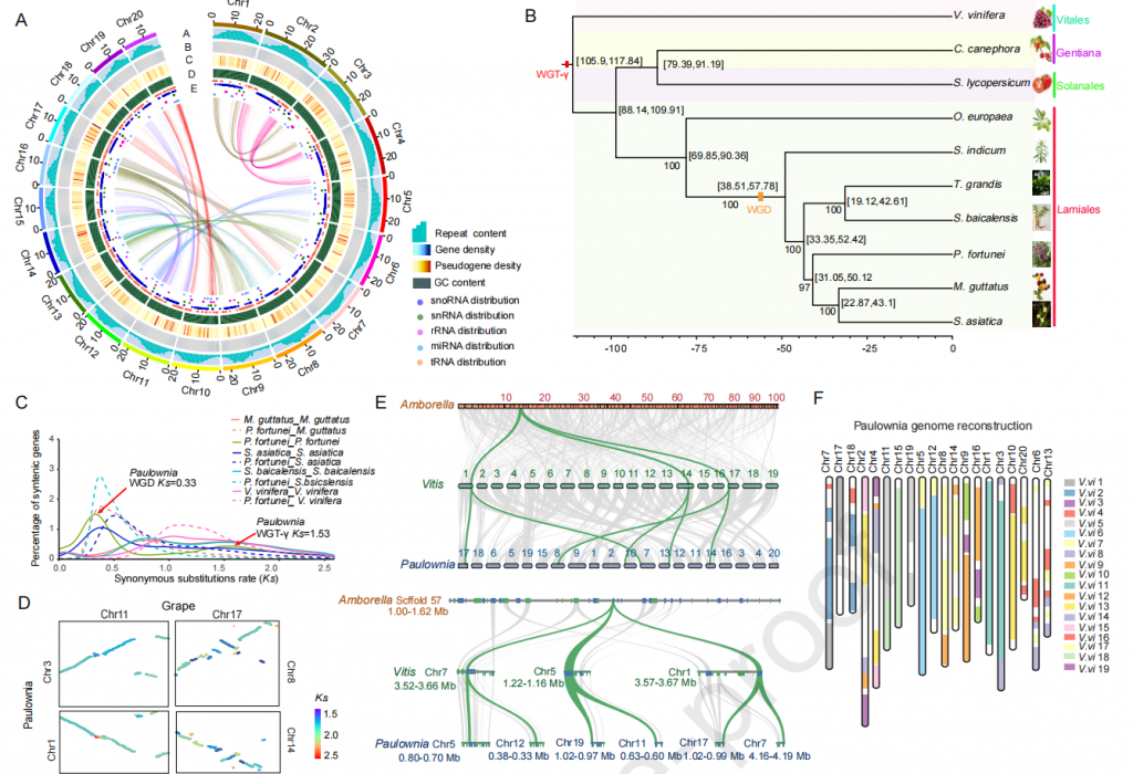 图1 白花泡桐基因组进化分析