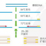 高保真/高产能/高效率PCR Mix强力来袭