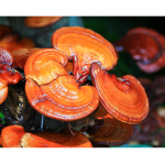 代谢组名词解释分子生物学