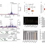 复杂数量性状的GWAS：SNP-GWAS to SV-GWAS