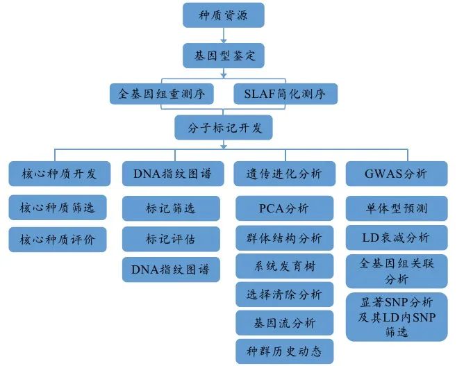 种质资源鉴定流程