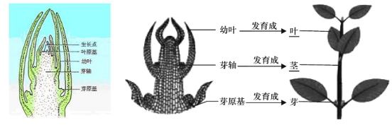 叶芽结构发育示意图