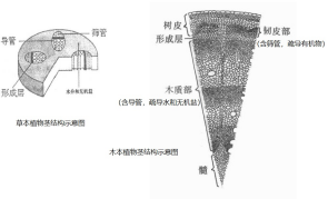 植物茎结构示意图