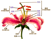 植物花结构示意图