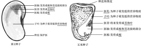 植物种子结构示意图