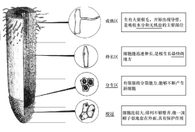 植物根结构示意图