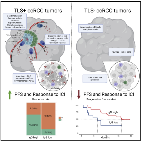 FFPE空间转录组解析肾细胞癌(RCC) TLS中b细胞应答的机制[1]