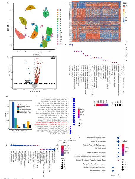 CD8+ T细胞中的BCL-2表达与细胞毒性T淋巴细胞耗竭增加有关