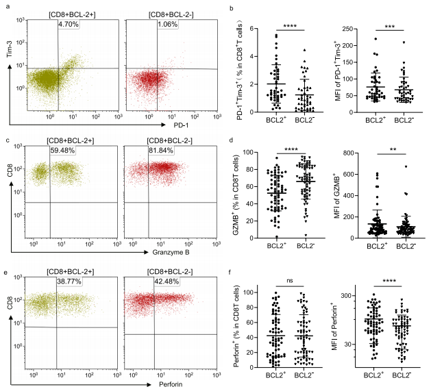 CD8+ T细胞的耗竭和细胞毒性