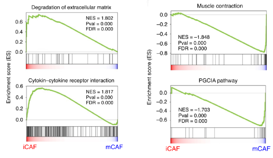 图4 利用GSEA分析膀胱癌肿瘤相关成纤维细胞显著富集的通路[5]