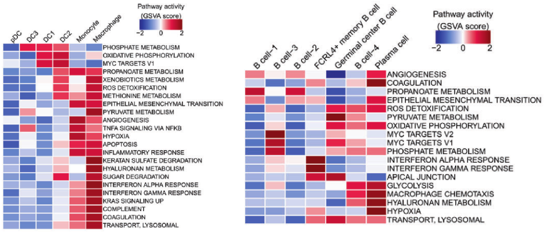 图5 利用GSVA分析鼻咽癌不同髓系细胞亚型间的通路活性差异[9]
