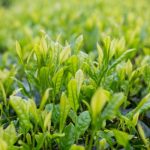 蛋白多组学深度解读灵芝发酵茶从粗老叶到高品质茶的分子密码！