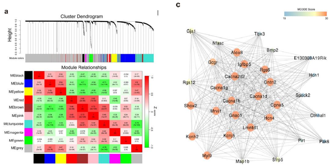 图8 利用WGCNA分析小鼠窦房结细胞基因共表达调控网络[14]