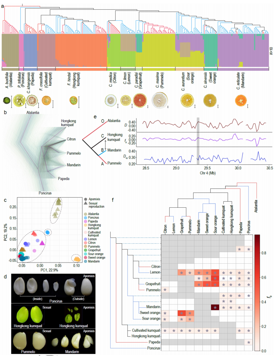 图2 柑橘群体进化研究