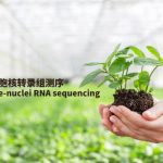 单细胞核转录组测序在植物中的应用实例及研究