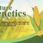 Nature Genetics|构建玉米核心自交系泛基因组——解析玉米杂种优势形成机理！