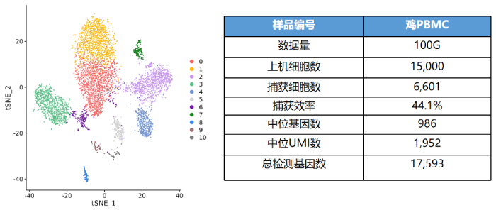 鸡PBMC