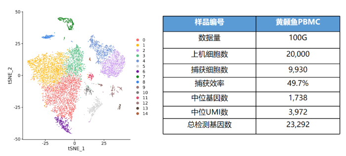 黄颡鱼PBMC