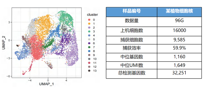 某植物细胞核