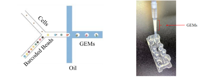 图2：形成“油包水”的原理（左）；“油包水”（GEMs）结构示意图（右）。