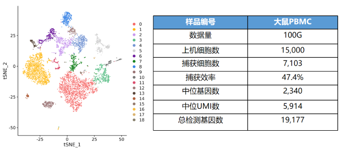 大鼠PBMC