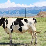 多组学揭示了奶牛产奶量和质量的功能基因组和代谢机制